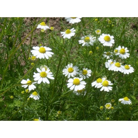 Chamomile Matricaria Recutita Dried Flowers 40 G