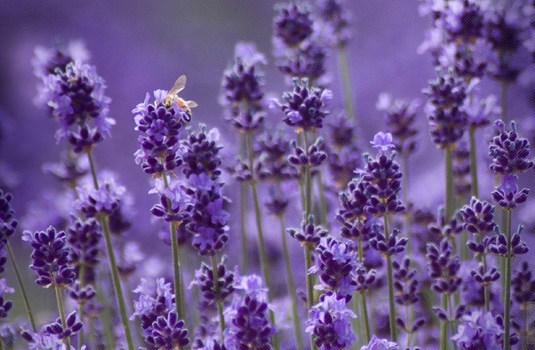 Lavender - healing effect and application