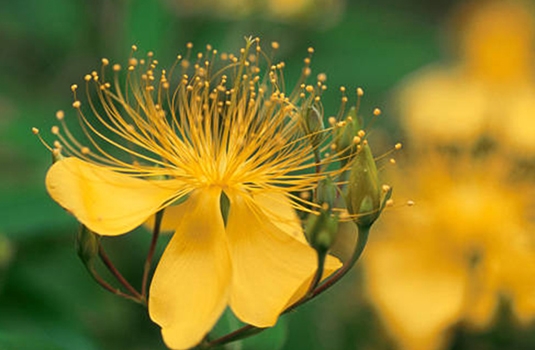 St. John's wort - benefits, application and side effects