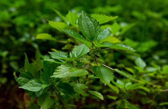 Nettle powder - a powerful tool for immunity, health and beauty