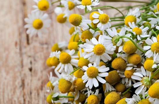 Chamomile - health benefits and application