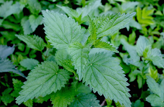 Can nettle improve liver function?
