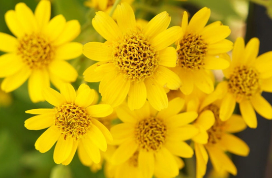 Arnica - the patron of muscles and bruising