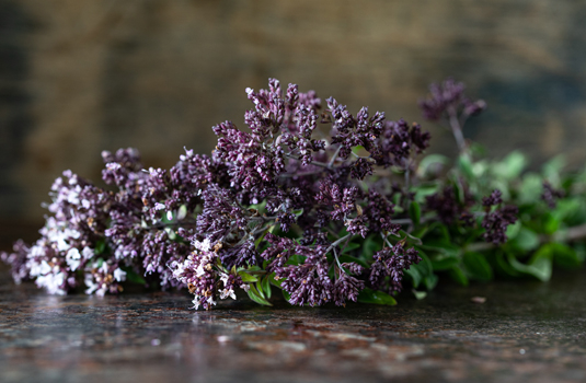 Oregano - the herb of the Thracians