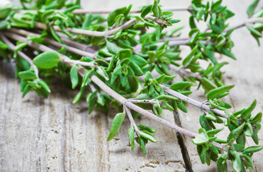 Thyme - health benefits and application