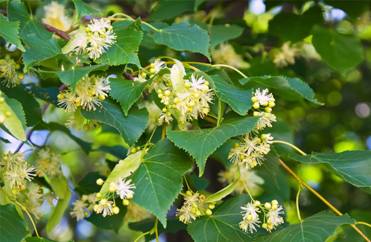 Linden - health benefits and application