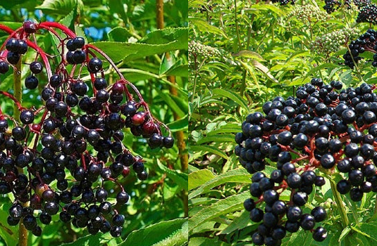 Elderberry and Danewort - two different medicinal plants. How to tell them apart?