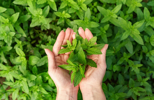 Peppermint - Health Benefits and Application