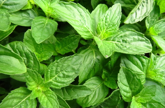 Basil - the Roman herb against melancholy and depression