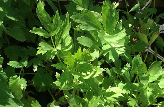 Lovage - a strong natural diuretic