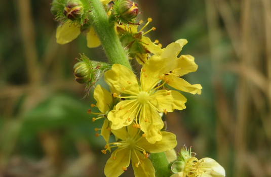 Agrimony - the universal herb
