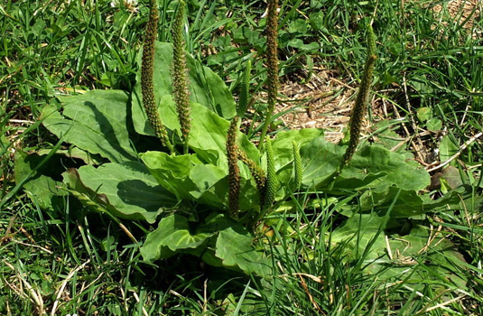 Plantain - superfood and medicinal plant