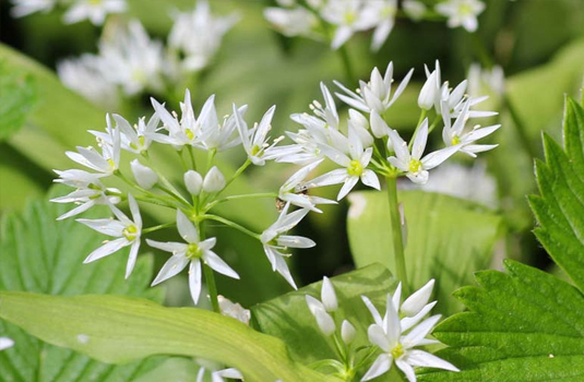 Wild garlic - from Balkan sushi to a remedy for strength and health