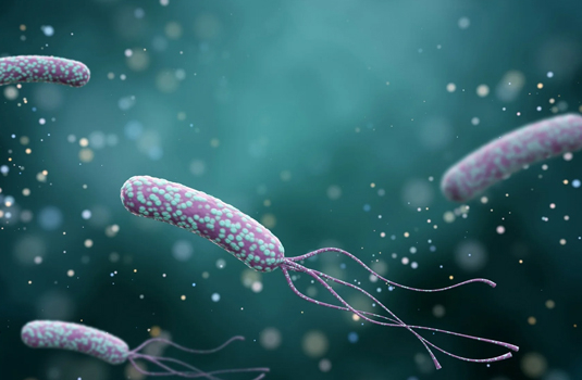 Helicobacter pylori - what is the bacteria and how to fight it
