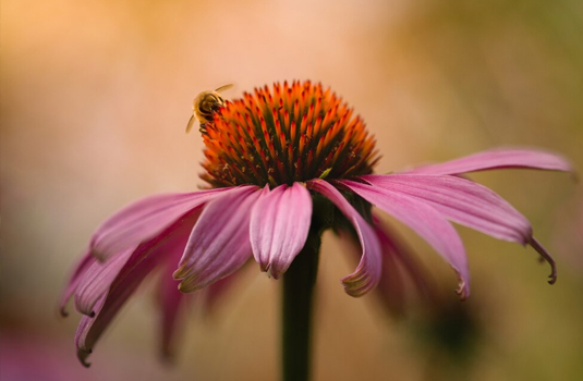 Echinacea fights 200 different viruses