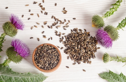 Milk thistle and its benefits for the liver