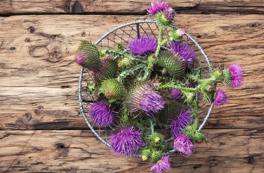 Milk thistle oil - natural remedy against liver problems