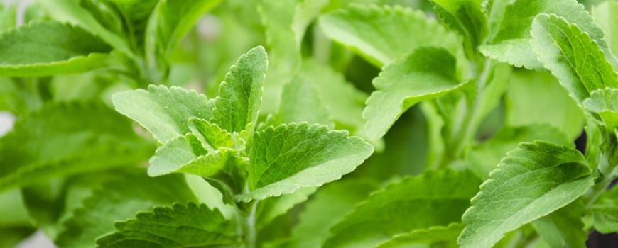 Stevia - sweet herb with many beneficial properties