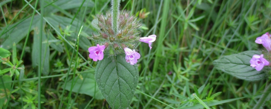 Wild basil (Clinopodium Vulgare L.) - benefits, action and applications