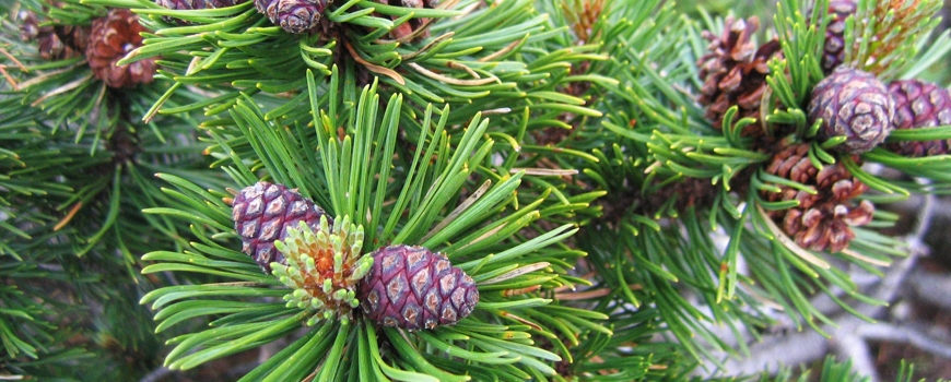 Alpine pine cone extract - powerful tool for good health of the whole family