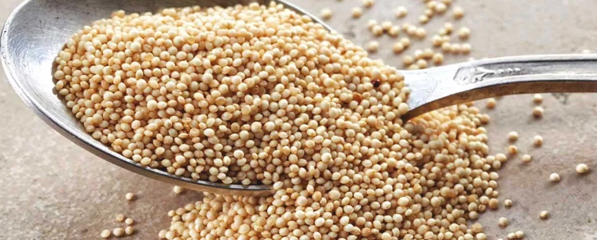 Amaranth - health benefits and nutritional values