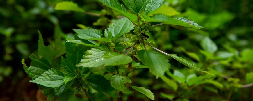 Nettle powder - a powerful tool for immunity, health and beauty