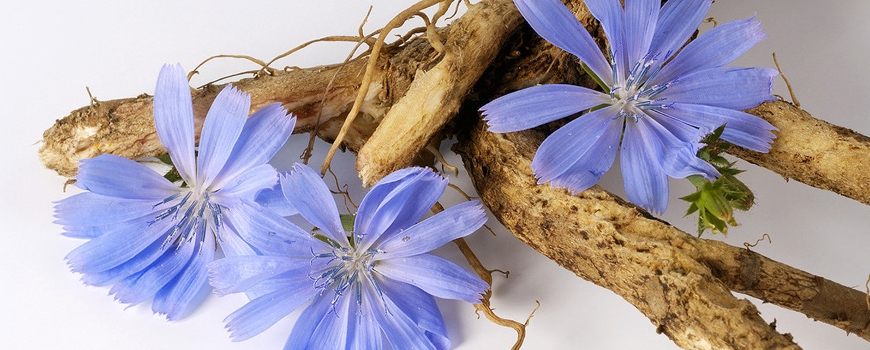 Chicory - description, distribution and healing properties