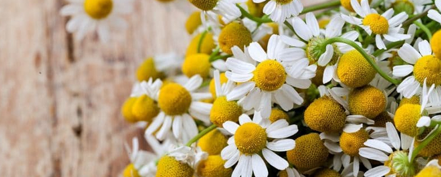 Chamomile - health benefits and application
