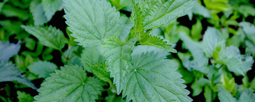 Can nettle improve liver function?