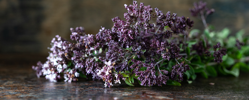 Oregano - the herb of the Thracians