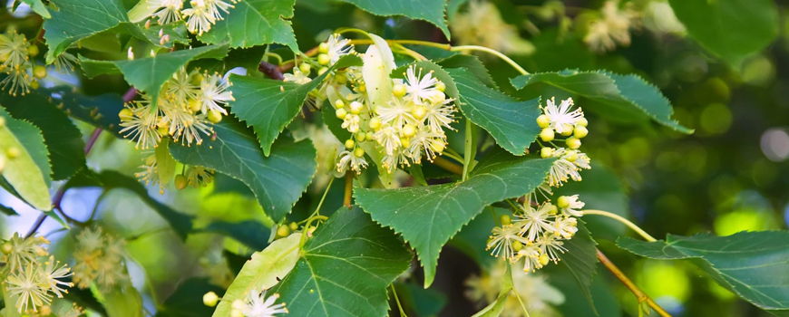 Linden - health benefits and application
