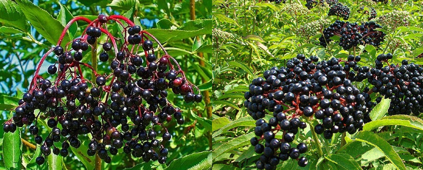 Elderberry and Danewort - two different medicinal plants. How to tell them apart?