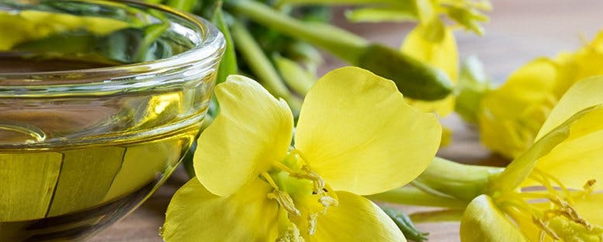 Evening Primrose Oil - Health Benefits and Uses