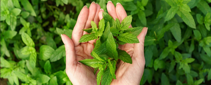 Peppermint - Health Benefits and Application