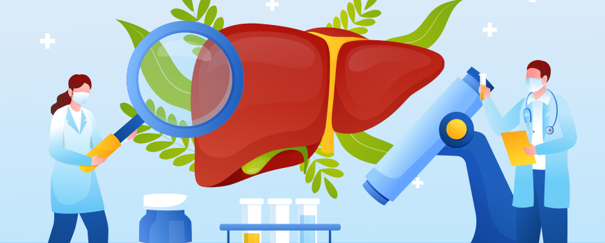 Liver - the main laboratory of the body