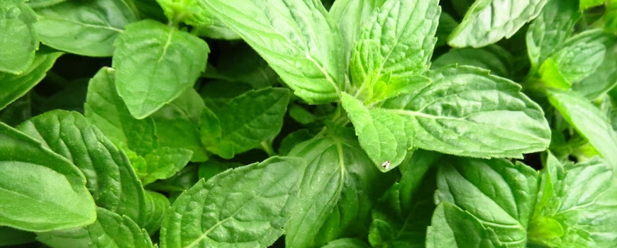 Basil - the Roman herb against melancholy and depression