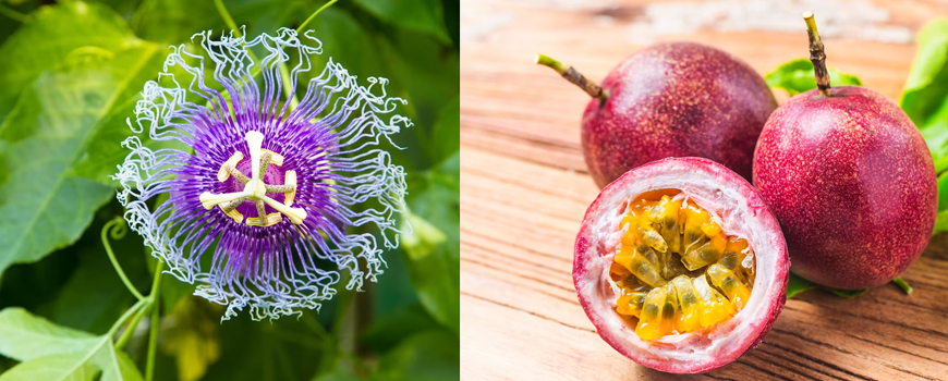 Is there a difference between passion flower and passion fruit?