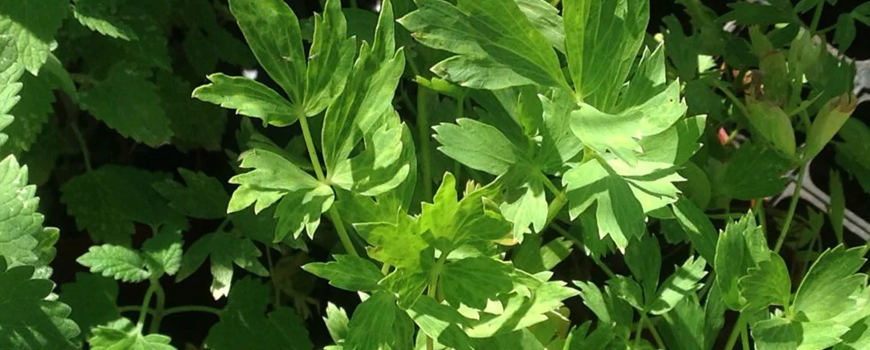 Lovage - a strong natural diuretic