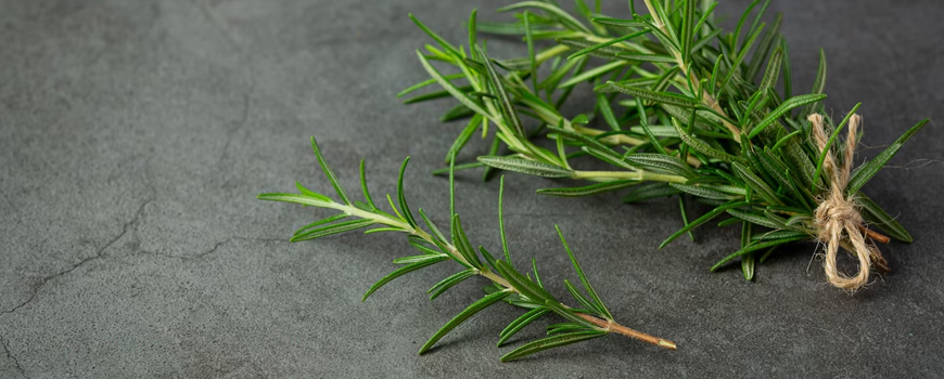 Rosemary - king of herbs