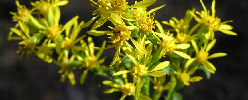 Goldenrod - the herb for strong muscles