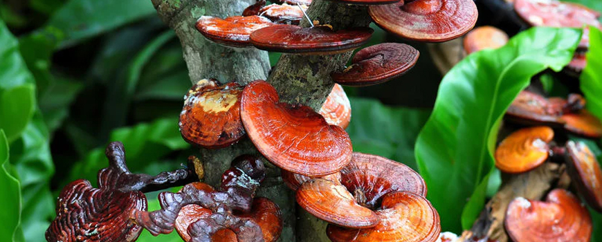 More about the beneficial properties of the medicinal mushrooms Chaga and Reishi