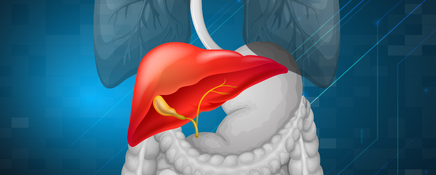 The liver - what functions it performs and why it is important to take care of it
