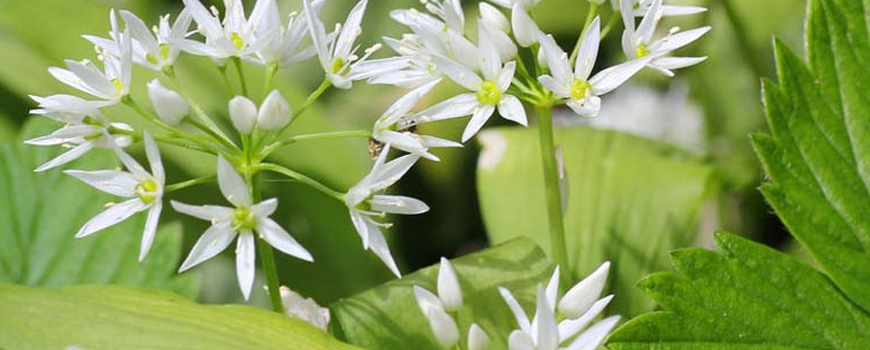 Wild garlic - from Balkan sushi to a remedy for strength and health