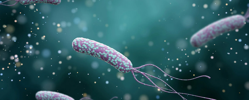 Helicobacter pylori - what is the bacteria and how to fight it