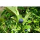 Черна боровинка - Vaccinium myrtillus L