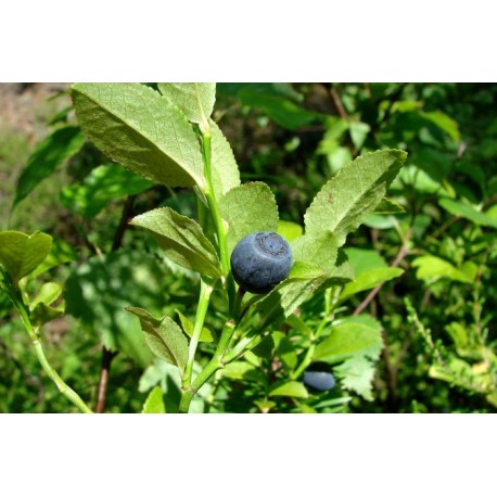 Черна боровинка - Vaccinium myrtillus L