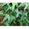 Бръшлян - Hedera helix L.