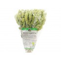 Organic Mursala tea, Trigrad, driet stalks, 20 g