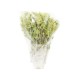 Organic Mursala tea, Trigrad, driet stalks, 20 g
