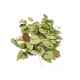 Lingonberry (Vaccinium vitis-idaea L.), dried leaves, Bilkaria, 30 g